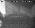Capi_Dubne_20260911_051002.jpg