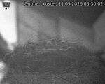 Capi_Dubne_20260911_053002.jpg