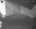 Capi_Dubne_20260911_053502.jpg