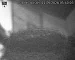 Capi_Dubne_20260911_054003.jpg