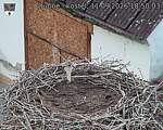 Capi_Dubne_20260911_185003.jpg