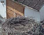Capi_Dubne_20260912_161003.jpg