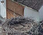 Capi_Dubne_20260912_163003.jpg
