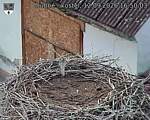 Capi_Dubne_20260912_165003.jpg