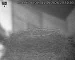 Capi_Dubne_20260912_205003.jpg