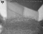 Capi_Dubne_20260913_041502.jpg