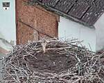 Capi_Dubne_20260913_063503.jpg