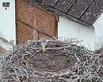 Capi_Dubne_20260913_065003.jpg
