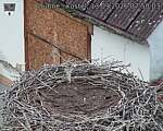 Capi_Dubne_20260913_075003.jpg