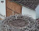 Capi_Dubne_20260913_165003.jpg