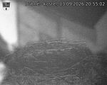 Capi_Dubne_20260913_205502.jpg