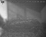 Capi_Dubne_20260914_042003.jpg