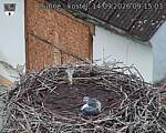 Capi_Dubne_20260914_091503.jpg