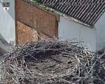 Capi_Dubne_20260914_162503.jpg
