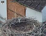 Capi_Dubne_20260914_171503.jpg