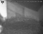 Capi_Dubne_20260915_043504.jpg