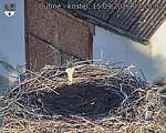 Capi_Dubne_20260915_071003.jpg