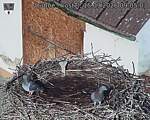 Capi_Dubne_20260915_090503.jpg