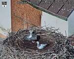 Capi_Dubne_20260915_100003.jpg