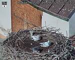 Capi_Dubne_20260915_103003.jpg