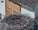 Capi_Dubne_20260915_142003.jpg