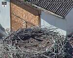 Capi_Dubne_20260915_154503.jpg