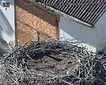 Capi_Dubne_20260915_155503.jpg