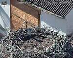 Capi_Dubne_20260915_160002.jpg