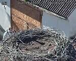 Capi_Dubne_20260915_161003.jpg