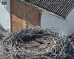Capi_Dubne_20260915_162503.jpg
