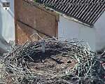 Capi_Dubne_20260915_163503.jpg