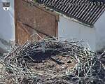 Capi_Dubne_20260915_164503.jpg