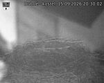 Capi_Dubne_20260915_203002.jpg