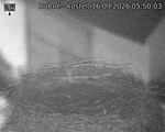 Capi_Dubne_20260916_055003.jpg