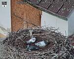 Capi_Dubne_20260916_102503.jpg