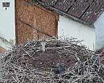 Capi_Dubne_20260916_110503.jpg