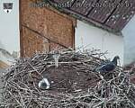Capi_Dubne_20260916_112003.jpg