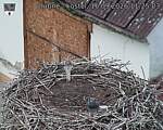 Capi_Dubne_20260916_112503.jpg