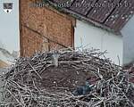 Capi_Dubne_20260916_113503.jpg