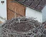 Capi_Dubne_20260916_115003.jpg