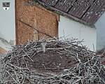 Capi_Dubne_20260916_120503.jpg