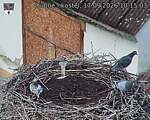 Capi_Dubne_20260917_101503.jpg