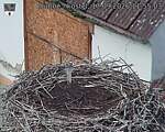 Capi_Dubne_20260917_115503.jpg