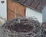 Capi_Dubne_20260917_120003.jpg