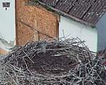 Capi_Dubne_20260917_130003.jpg