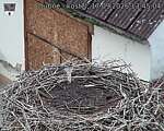 Capi_Dubne_20260917_134504.jpg