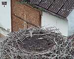 Capi_Dubne_20260917_135503.jpg