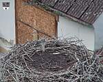 Capi_Dubne_20260917_140503.jpg
