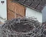 Capi_Dubne_20260917_142003.jpg