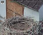 Capi_Dubne_20260917_151503.jpg